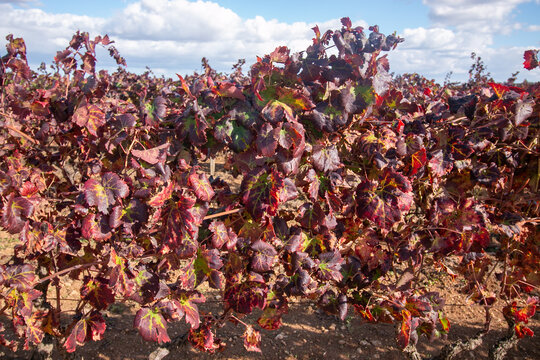 manduria is a city in Puglia famous for Primitivo di Manduria, one of Italy's most celebrated red wines. Its historic center is rich in medieval architecture narrow streets, and ancient churches