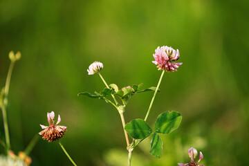Polne kwiaty koniczyna w czasie kwitnienia latem © KoLesfot