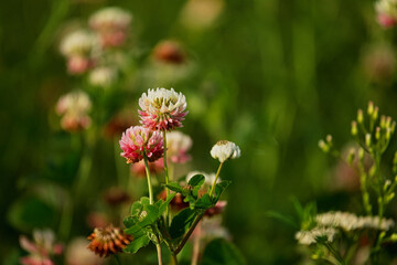 Polne kwiaty koniczyna w czasie kwitnienia latem © KoLesfot