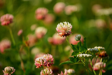 Polne kwiaty koniczyna w czasie kwitnienia latem © KoLesfot