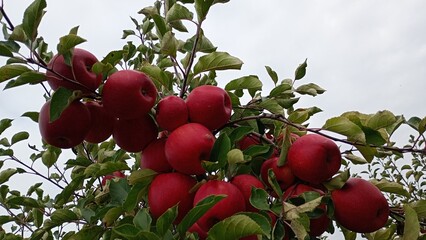 Red apple fruit in the garden Autumn harwest