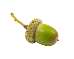 Isolated acorn close up oak acorn green acorn autumn acorn nature acorn acorn on black background detail on transparent background