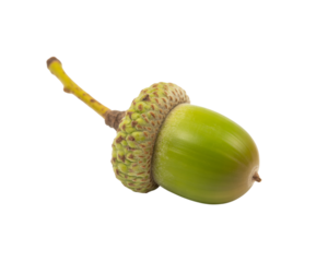 Isolated acorn close up oak acorn green acorn autumn acorn nature acorn acorn on black background detail on transparent background