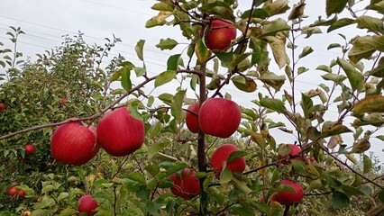 Red apple fruit in the garden Autumn harwest