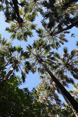 palm trees - elsey national park - australia