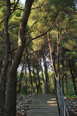 Pine forest and view on Adriatic sea, Drvenik, Makarska region, Croatia, August 2025