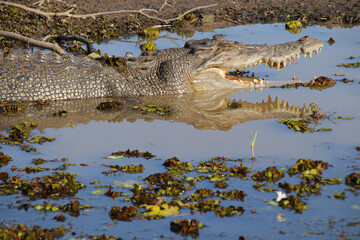 crocodile at the yellow water river at the kakadu national park in australia