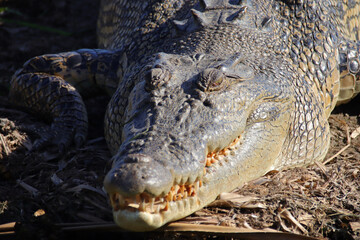 crocodile at the yellow water river at the kakadu national park in australia