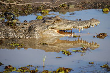 crocodile at the yellow water river at the kakadu national park in australia