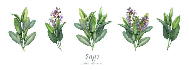 Sage herb set watercolor vintage illustration. Hand drawn salvia officinalis plant. Realistic botanical sage organic herb element. Natural salvia bunch, flowers and green leaves on white background © anitapol