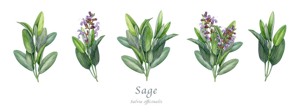 Sage herb set watercolor vintage illustration. Hand drawn salvia officinalis plant. Realistic botanical sage organic herb element. Natural salvia bunch, flowers and green leaves on white background