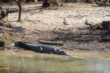 crocodile at the yellow water river at the kakadu national park in australia