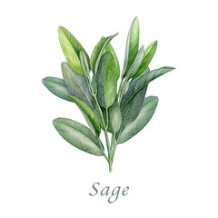 Sage herb watercolor vintage style illustration. Hand drawn salvia officinalis plant. Realistic botanical sage organic herb element. Natural salvia stem with green leaves isolated on white background © anitapol