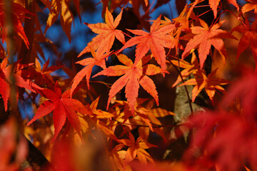 紅葉