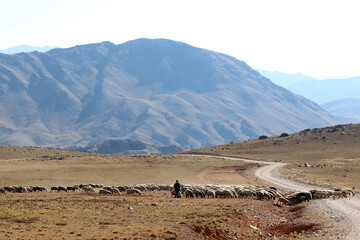 Shepherd herding sheep on the plateaus of Alanya, Turkey