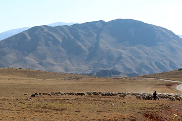Shepherd herding sheep on the plateaus of Alanya, Turkey