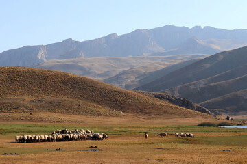 Shepherd herding sheep on the Sobucimen plateau, Alanya, Turkey