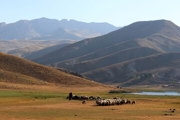 Shepherd herding sheep on the Sobucimen plateau, Alanya, Turkey