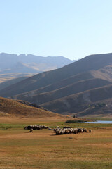 Shepherd herding sheep on the Sobucimen plateau, Alanya, Turkey