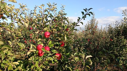 Red apple fruit in the garden Autumn harwest
