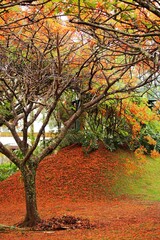Flourished flamboyant trees in spring time, fallen patals covering ground