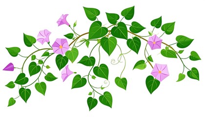 Delicate vector illustration of morning glory vine with flowers and leaves