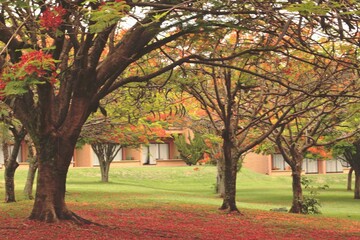 Park with flourished flamboyant trees in green grass, red and yellow petals flowers
