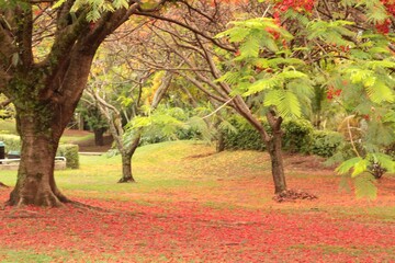 Park in sunny day light, flourished flamboyant trees in full bloooming, fallen petals over green grass