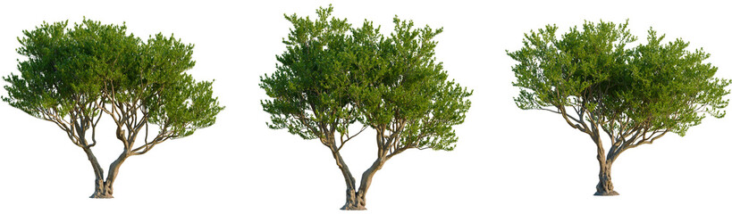 Argania spinosa tree, front view, cutout, transparent background, isolate, Beautiful green trees isolated for landscaping and architectural plans