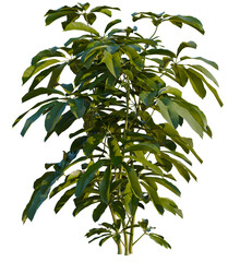 Heptapleurum heptaphyllum tree, front view, cutout, transparent background, isolate, Vibrant schefflera plant with lush green leaves brings tropical vibes