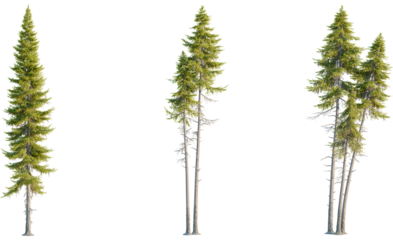 Larix occidentalis tree, front view, cutout, transparent background, isolate, Majestic evergreen trees offer natural beauty and calming forest vibes