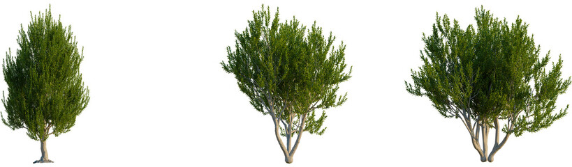 Laurus nobilis tree, front view, cutout, transparent background, isolate, Lush green trees add...