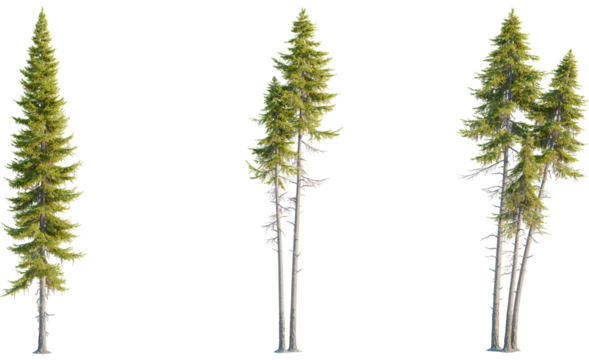 Larix occidentalis tree, front view, cutout, transparent background, isolate, Majestic evergreen trees offer natural beauty and calming forest vibes