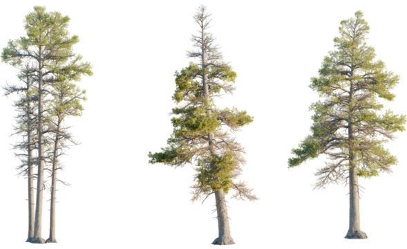 Pinus contorta tree, front view, cutout, transparent background, isolate, Pine tree variety with needle detail for landscape design and 3D renders