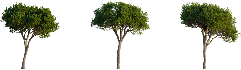 Fototapeta premium Pinus pinea tree, front view, cutout, transparent background, isolate, Lush green tree with textured bark, perfect for landscaping projects