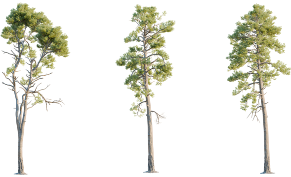 Pinus radiata tree, front view, cutout, transparent background, isolate, Three majestic pine trees with lush green foliage stand tall