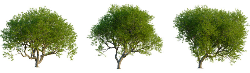 Obraz premium Pistacia lentiscus tree, front view, cutout, transparent background, isolate, Vibrant green trees with detailed bark and lush foliage