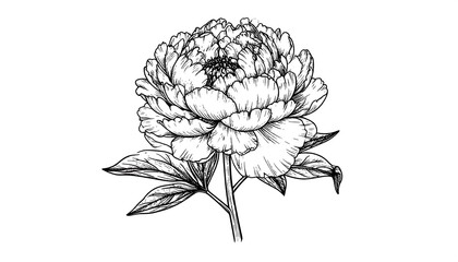 Elegant detailed peony flower illustration in black and white, floral design