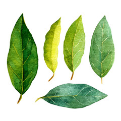 My Watercolor illustration, bay leaves in side view painting isolated on a white background, illustration, simple painting design, vector set, eps format design, watercolor style set