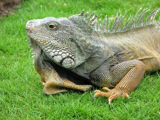 Close-up of a large iguana resting on green grass in Guayaquil, Ecuador, showing vivid scales and wildlife detail.