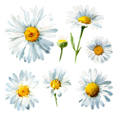 My Watercolor illustration, chamomile flowers in top view painting isolated on a white background, illustration, simple painting design, vector set, eps format design, watercolor style set
