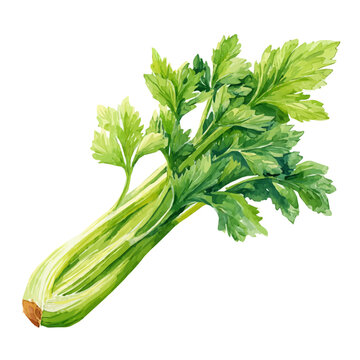My Watercolor illustration, celery stalk in side view painting isolated on a white background, illustration, simple painting design, vector set, eps format design, watercolor style set