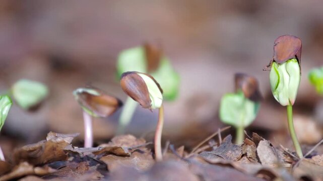 close up germinating seedlings beech leaf drop