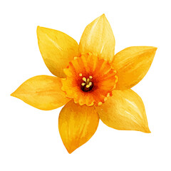 Fototapeta premium My hand-painted Watercolor illustration, vector illustration set, daffodil in top view painting illustration isolated on a white background, illustration, AI painting design, eps format