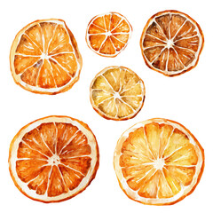 Fototapeta premium My hand-painted Watercolor illustration, vector illustration set, dried orange slices painting illustration isolated on a white background, illustration, AI painting design, eps format