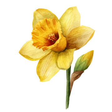 My hand-painted Watercolor illustration, vector illustration set, daffodil in top view painting illustration isolated on a white background, illustration, AI painting design, eps format
