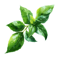 My eps format hand-painted Watercolor illustration, vector illustration set, green basil leaves branch illustration isolated on a white background, illustration, AI painting design