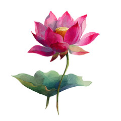 My beautiful hand-drawn Watercolor illustration, set of lotus flower in side view angle isolated on a white background, illustration, AI painting design, vector, eps format