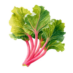 A watercolor rhubarb in side perspective painting illustration isolated on a white background, rhubarb in side perspective illustration, EPS format design