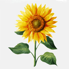 A beautiful watercolor sunflower in top view angle isolated on a white background, AI painting style, vector set available in EPS format. Hand-painted watercolor design, vectorized	